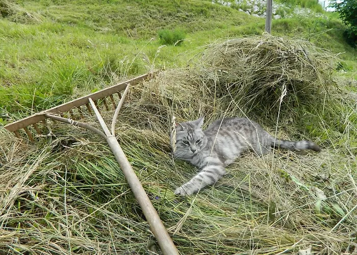 アパート Apartma Biofit ブレッド